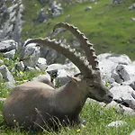 Edelweiss Πανσιόν Damüls
