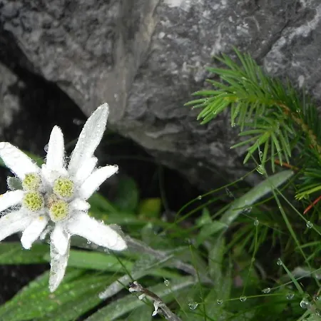 Gæstehus Edelweiss