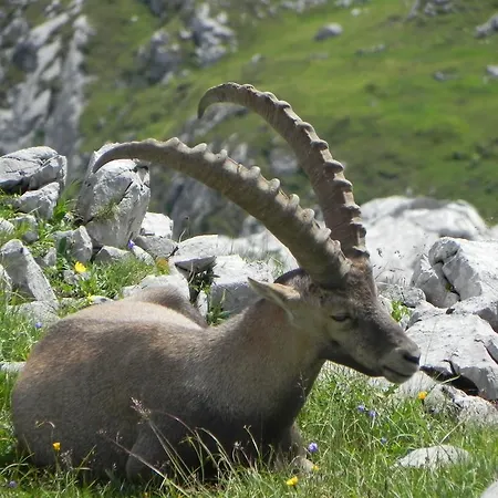Edelweiss Гостевой дом Дамульс