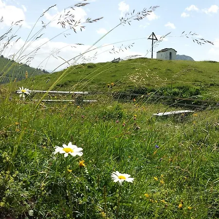 Edelweiss Damuels