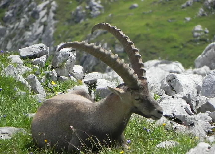 Edelweiss Gasthuis Damüls